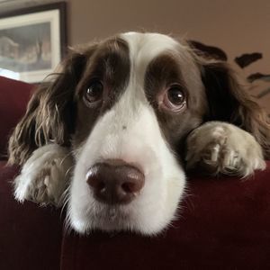 Meet your Posher, Molly